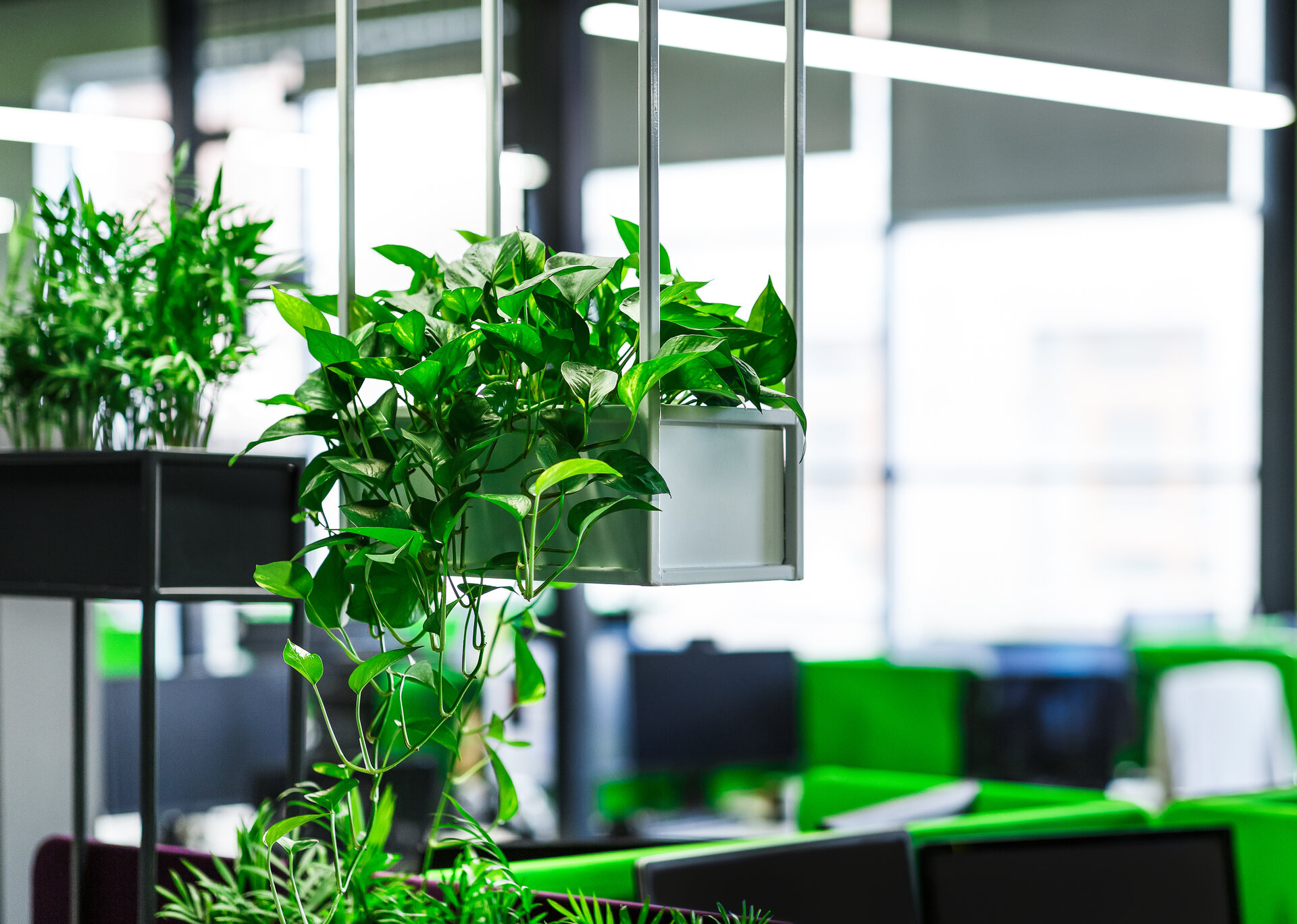 Pflanzen im Büro 