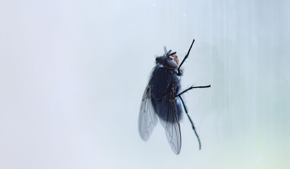 Fliegen aus der Nähe