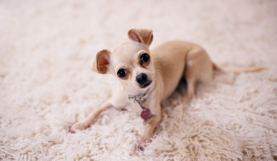 Ein süßer chihuahua guckt in die kamera