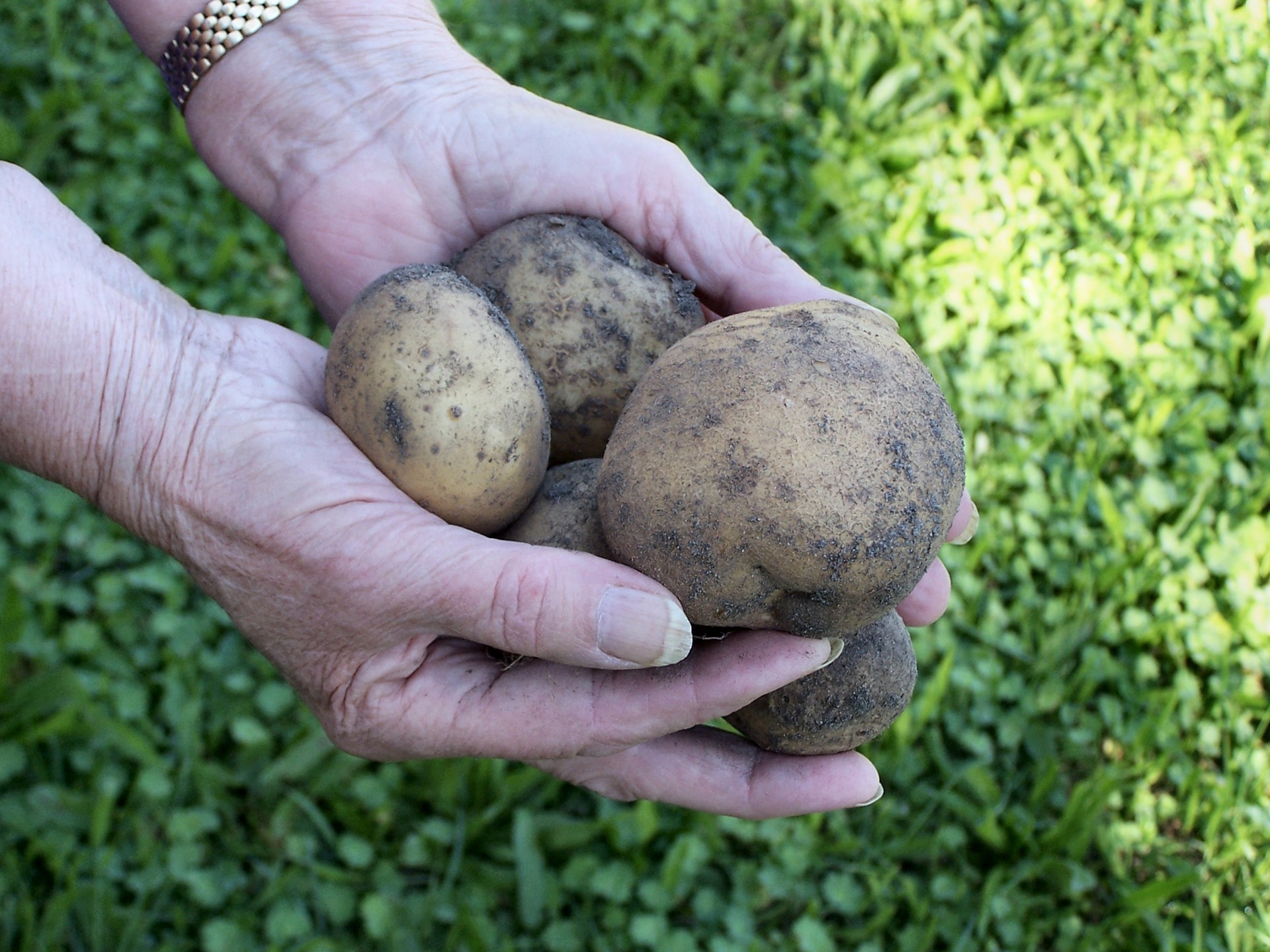 Saatgut kaufen für Kartoffelanbau im Garten